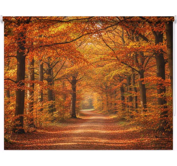 Rollo fenster bäume herbstbaumweg - TenStickers