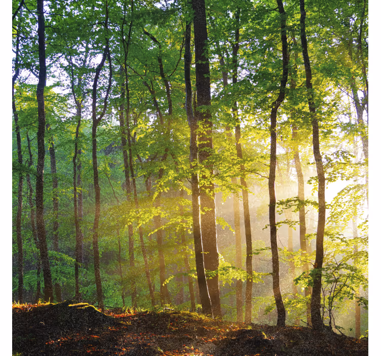 Rollo fenster bäume natürliches licht im wald - TenStickers