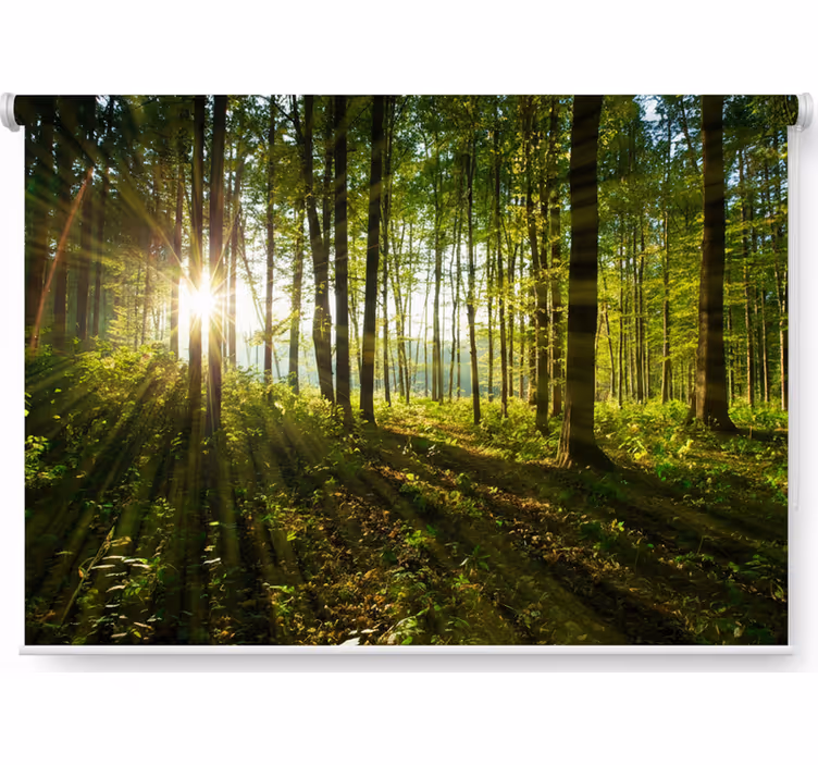 Rollo fenster bäume goldene sonnenstrahlen wälder - TenStickers
