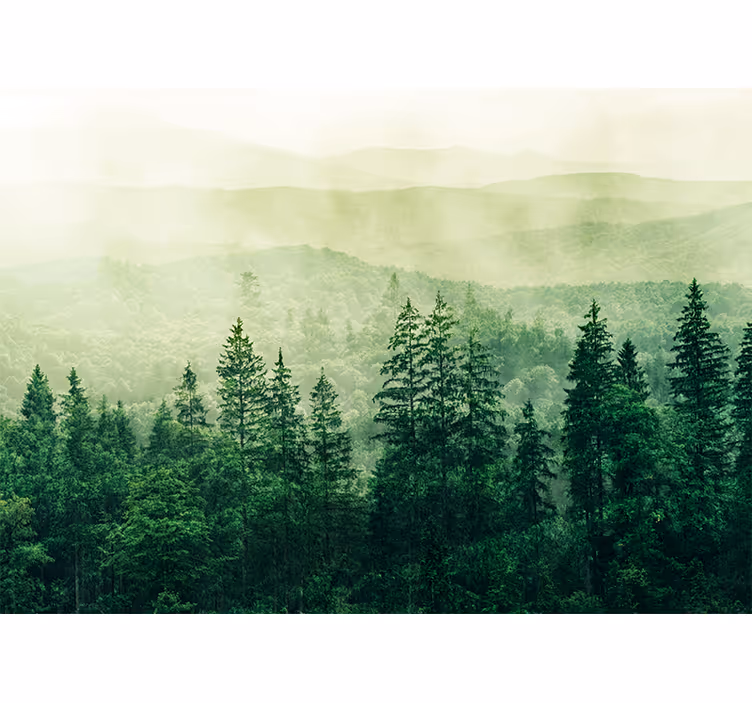Küchenfenster rollo treetops im grünen wald - TenStickers