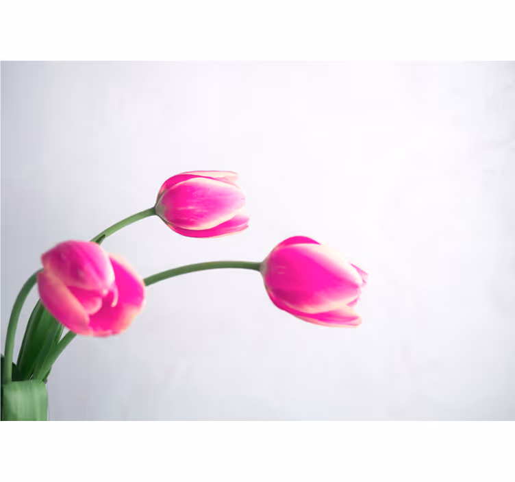 Küchenfenster rollo mit drei tulpen auf weiß - TenStickers