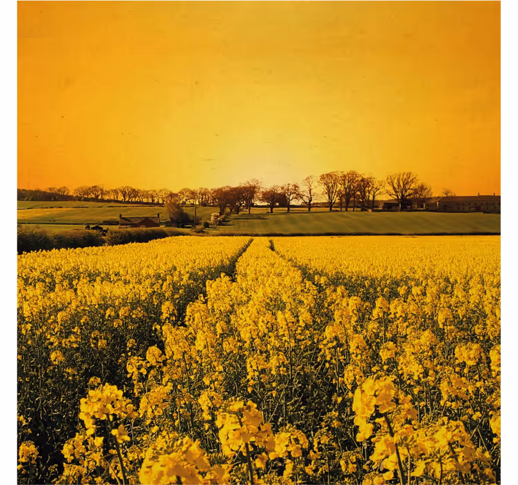 Rollo wohnzimmer feld mit gelben blumen - TenStickers
