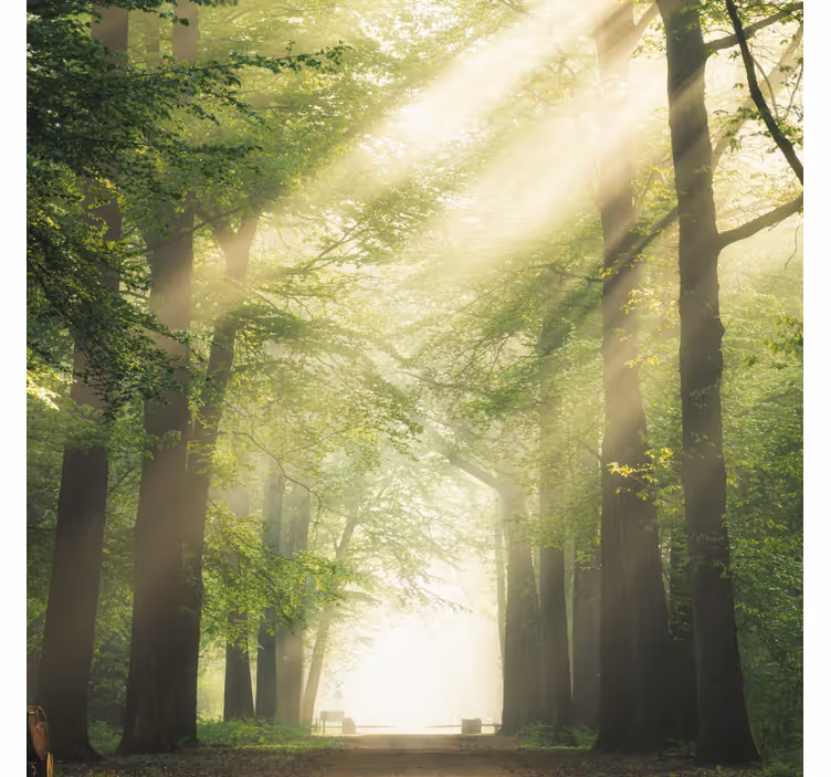 Rollo wohnzimmer grüner wald mit der sonne - TenStickers