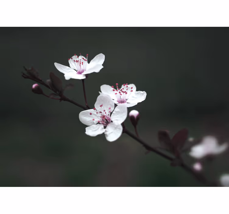 Rollo wohnzimmer elegant feminin kirschblüte - TenStickers