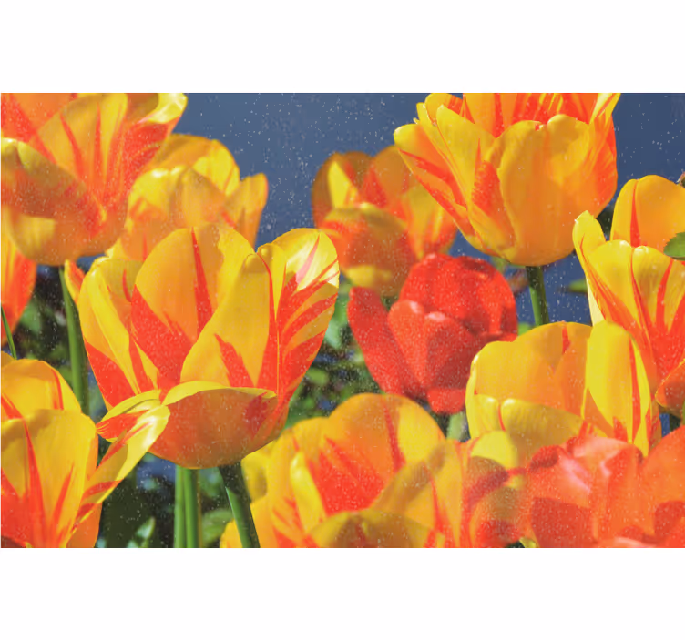 Rollo wohnzimmer mit roten und gelben tulpen - TenStickers