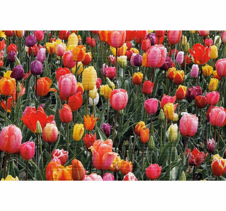 Rollo wohnzimmer mit vielen tulpen im feld - TenStickers