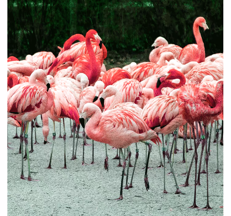 Rollo wohnzimmer mit schönen flamingos im wasser - TenStickers