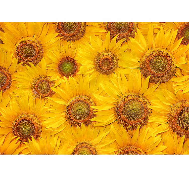 Rollo fenster gelb sonnenblumen - TenStickers