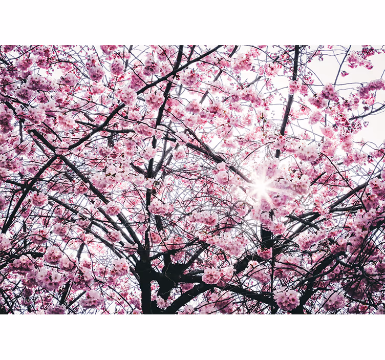 Rollo fenster rosa kirschblüte - TenStickers