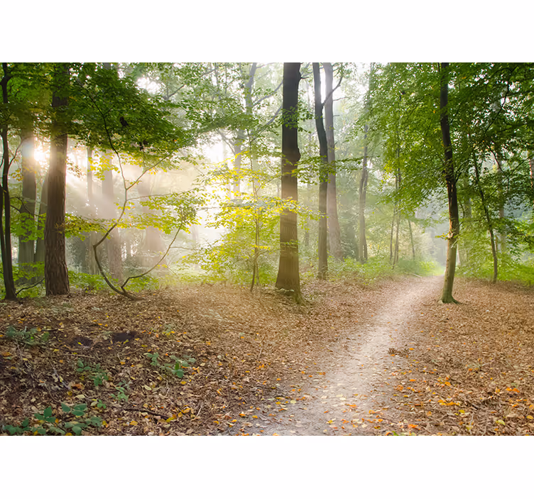 Rollo wohnzimmer waldweg der ruhe - TenStickers