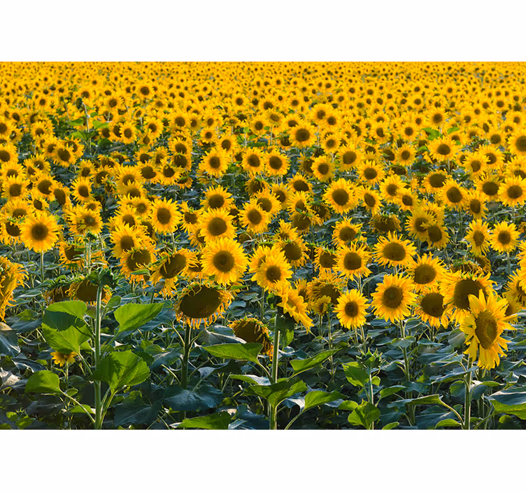Rollo wohnzimmer sonnenblumenfeld im sonnenuntergang - TenStickers