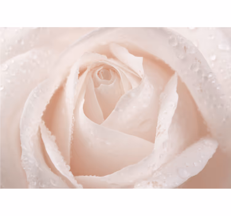 Rollo wohnzimmer in schöner weißer rose - TenStickers