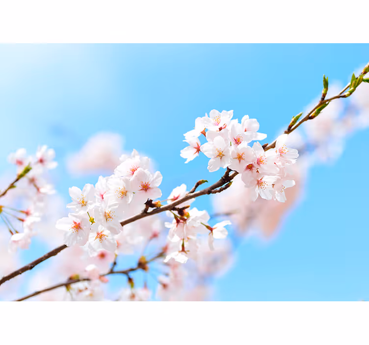 Rollo wohnzimmer kirschblüte weiß - TenStickers