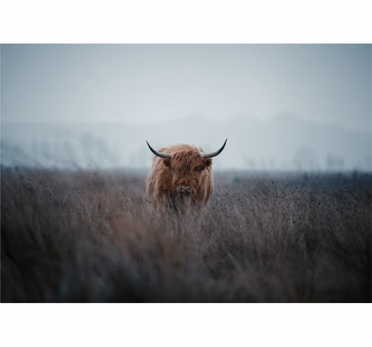 Rollo wohnzimmer highland cow - TenStickers