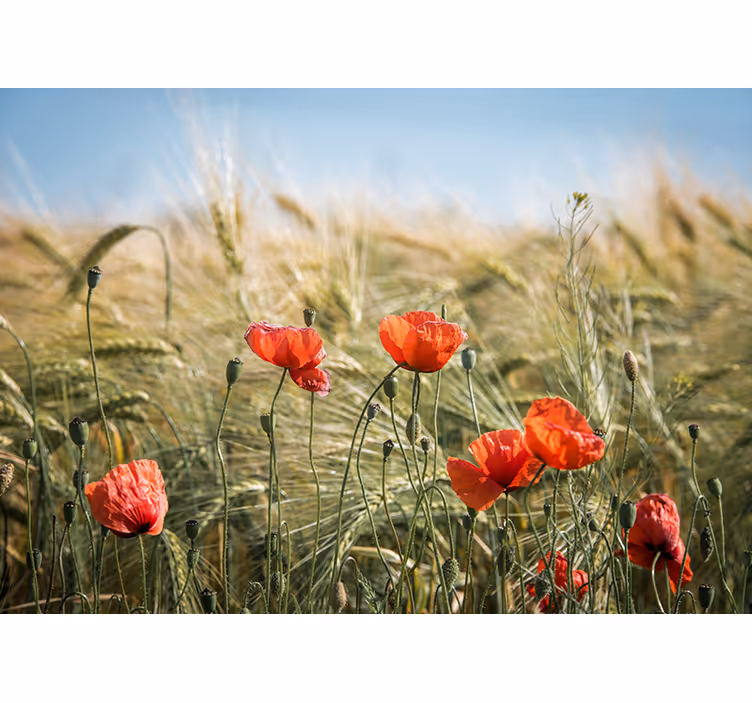 Rollo wohnzimmer mohnblumen im sommerweizen - TenStickers