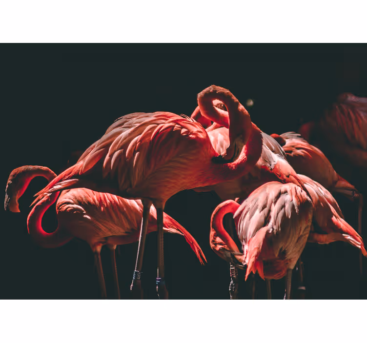 Rollo wohnzimmer mit beleuchteten rosa flamingos - TenStickers
