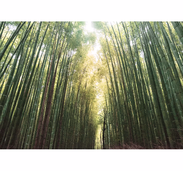 Rollo wohnzimmer bamboo wald zen - TenStickers