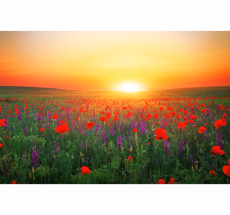 Rollo wohnzimmer feld mit roten mohnblumen und sonne - TenStickers