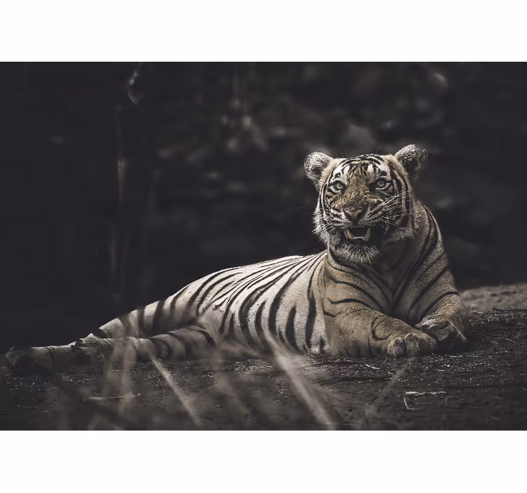 Rollo wohnzimmer tiger liegt entspannt - TenStickers