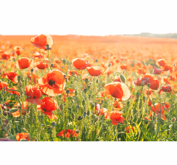 Rollo wohnzimmer mohnblumen auf sonnigem feld - TenStickers