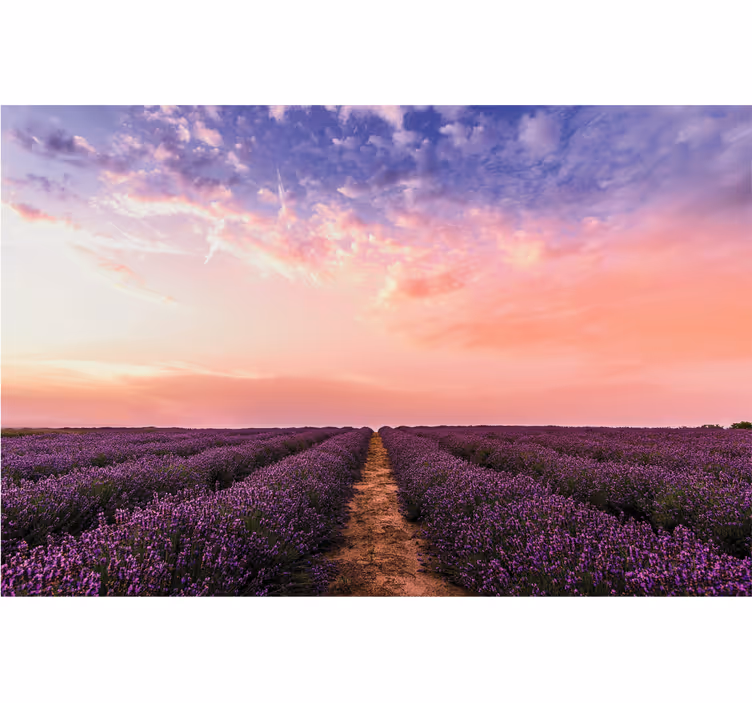 Rollo wohnzimmer mit lavendelblumen aus frankreich - TenStickers