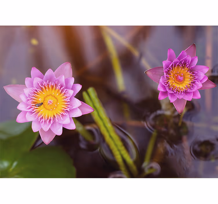 Rollo wohnzimmer in pink und lila lotus - TenStickers