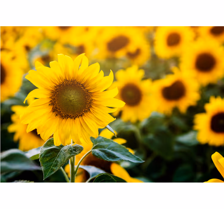 Rollo wohnzimmer sonnenblumenfeld nahaufnahme - TenStickers
