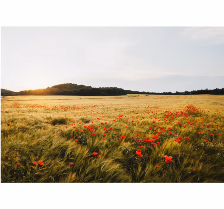 Rollo wohnzimmer mondfeld bei sonnenuntergang - TenStickers