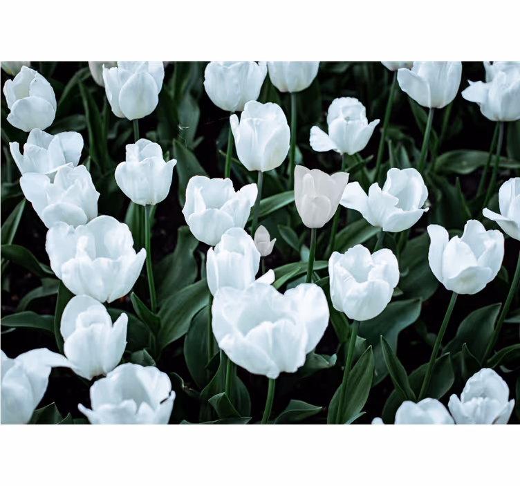 Rollo wohnzimmer weiße tulpen - TenStickers