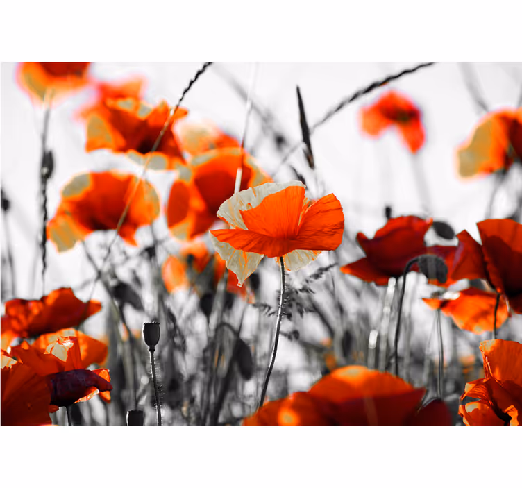 Rollo wohnzimmer mit roten und schwarzen mohnblumen - TenStickers
