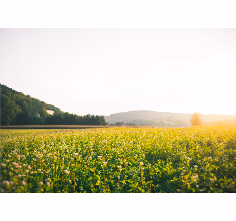 Rollo wohnzimmer sonnige landschaft und blumen - TenStickers