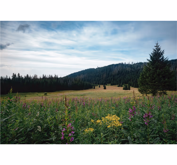 Rollo wohnzimmer tatra park im frühling - TenStickers