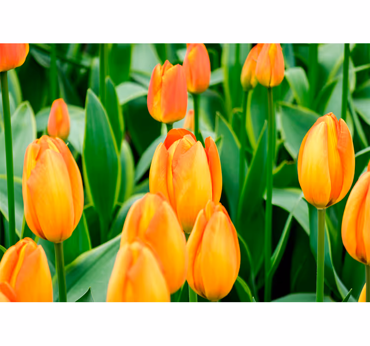 Rollo wohnzimmer mit orangefarbenen tulpenblumen - TenStickers