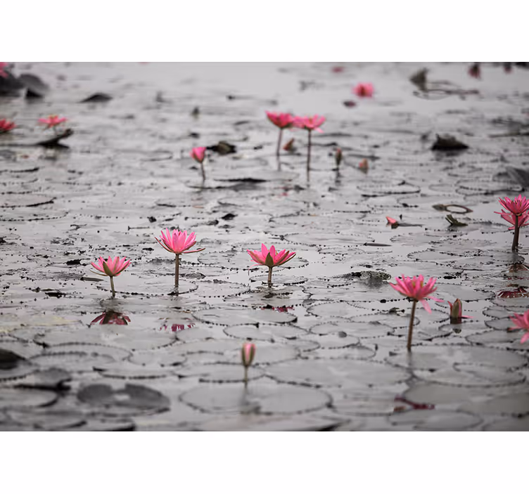 Rollo wohnzimmer lotos blumen auf wasser grau - TenStickers