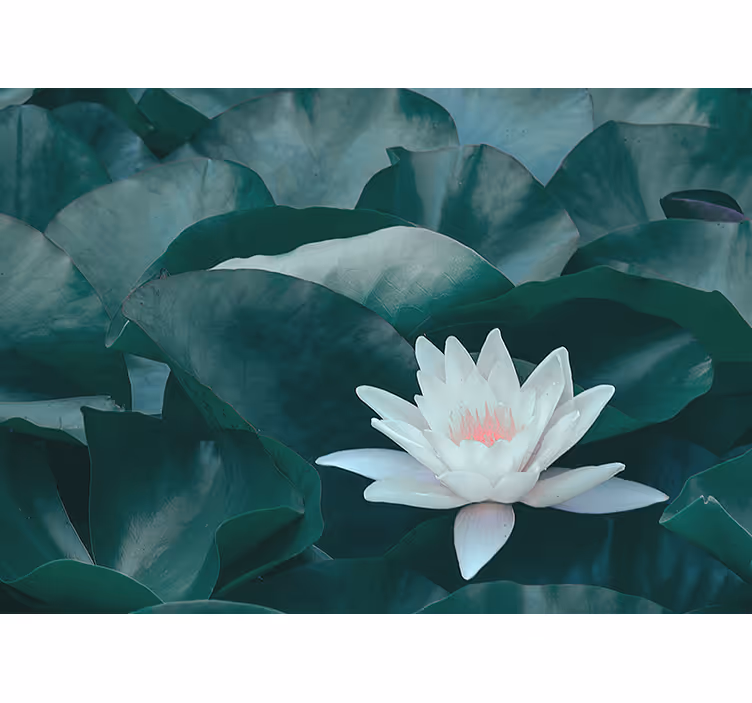 Rollo wohnzimmer zen weißer lotosblüte - TenStickers