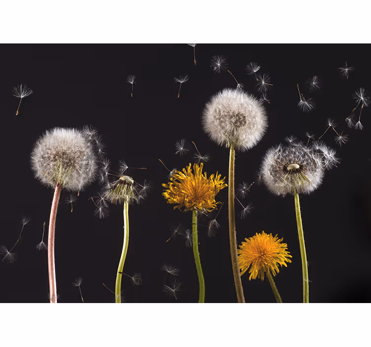 Rollo wohnzimmer löwenzahn natur - TenStickers