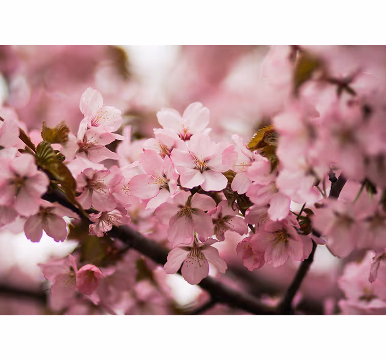 Rollo wohnzimmer kirschblüte pink - TenStickers