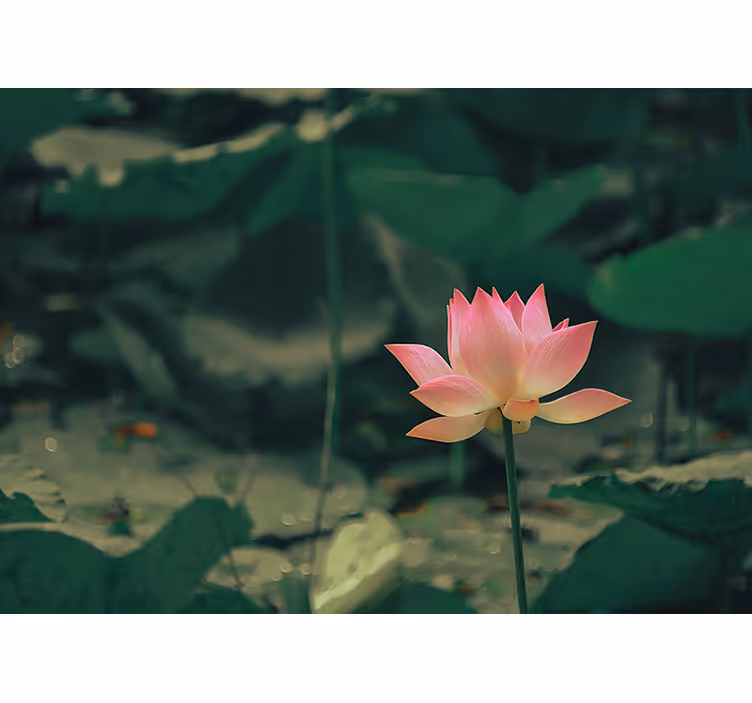 Rollo wohnzimmer mit pinken blumen - TenStickers