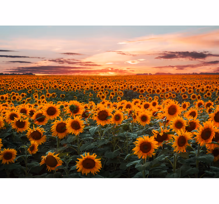 Rollo wohnzimmer sonnenblumen sonnenuntergang - TenStickers
