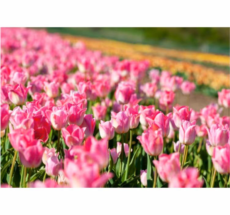 Rollo wohnzimmer tulpenfeld design - TenStickers