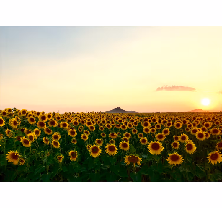Rollo wohnzimmer mit spektakulärem blumenlandschaft - TenStickers