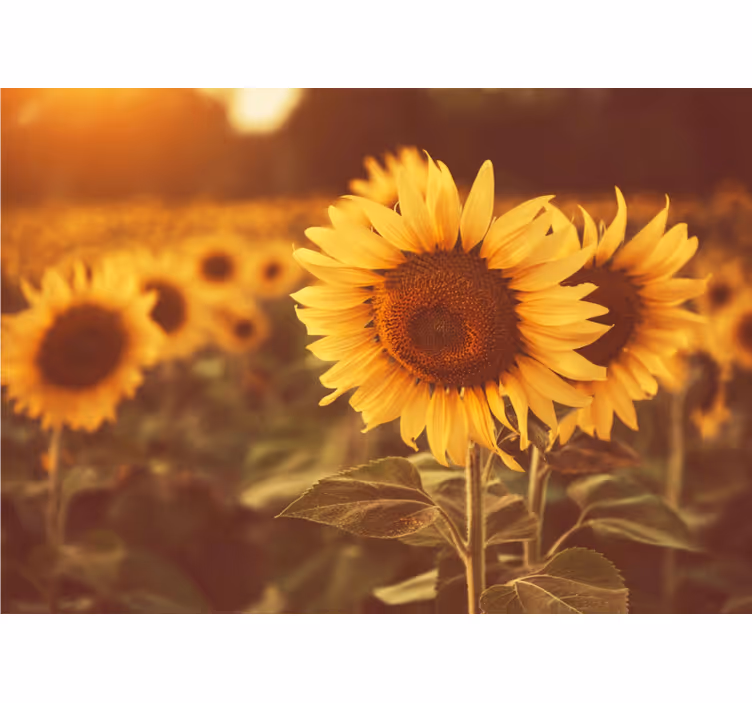 Rollo wohnzimmer romantisches sonnenblumenfeld - TenStickers