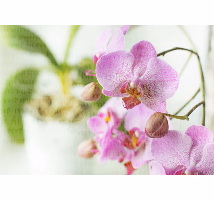 Rollo wohnzimmer orchidee mit text - TenStickers