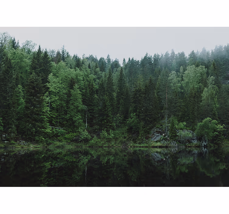 Rollo wohnzimmer ein wald am see - TenStickers