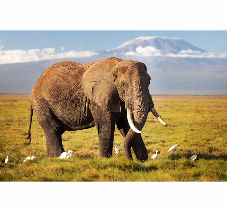 Rollo wohnzimmer kilimanjaro elefant - TenStickers