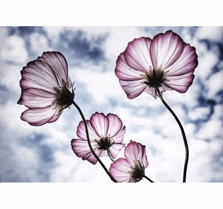 Rollo wohnzimmer elegantes design lila kosmosblumen - TenStickers