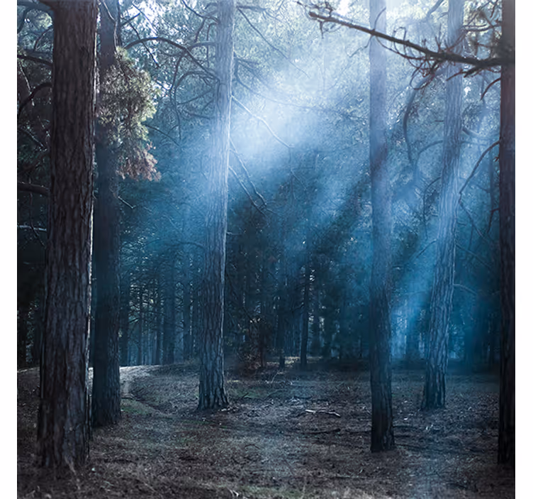 Rollo wohnzimmer natur dämmerung im wald - TenStickers