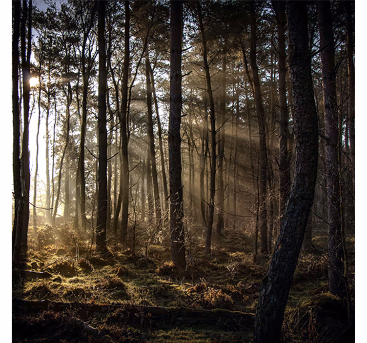 Rollo wohnzimmer natur sonnenaufgang im wald - TenStickers
