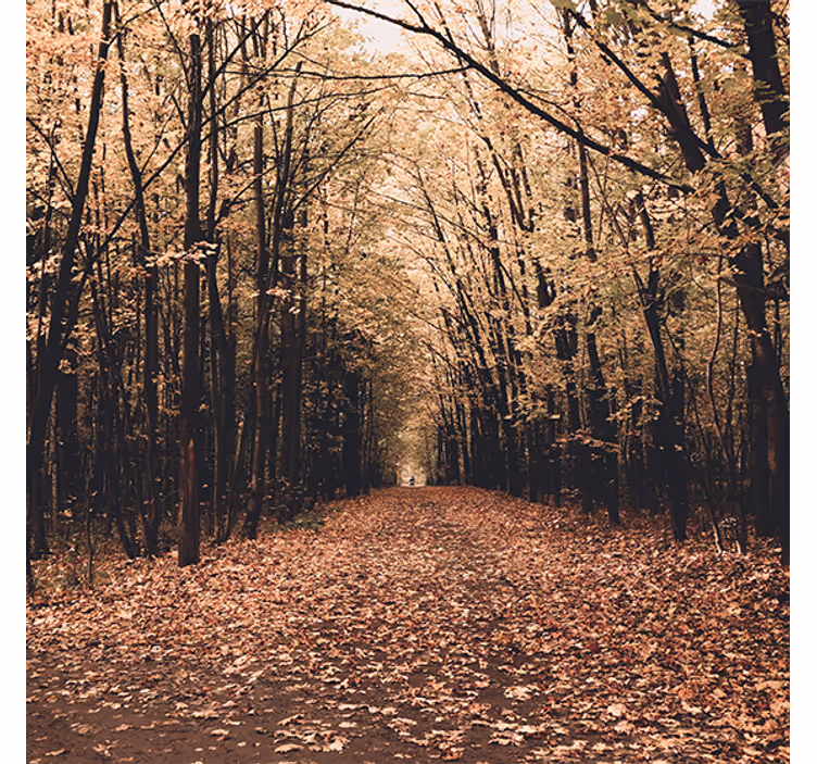 Rollo wohnzimmer schöner wald im herbst - TenStickers