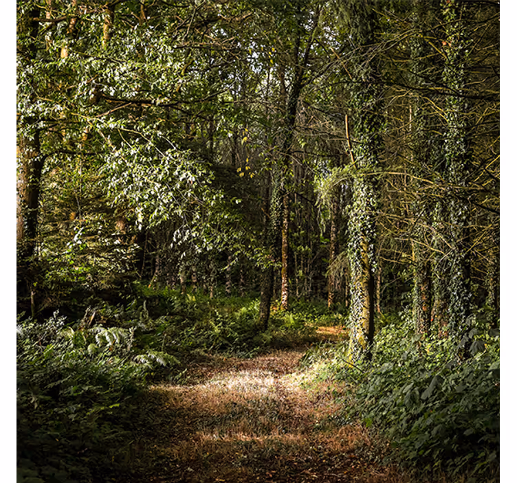Rollo wohnzimmer mit blättrigem waldweg - TenStickers